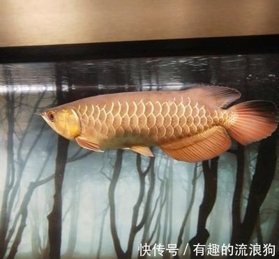 金龍魚吃的小魚有細菌怎么處理