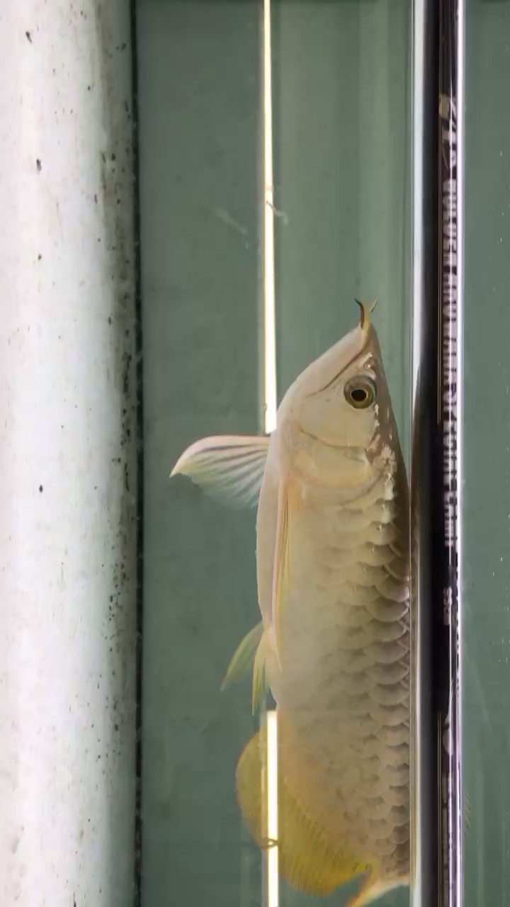 立達(dá)過背
