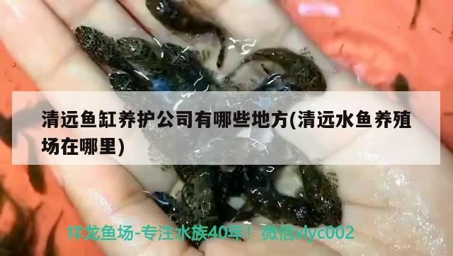 清遠魚缸養(yǎng)護公司有哪些地方(清遠水魚養(yǎng)殖場在哪里)