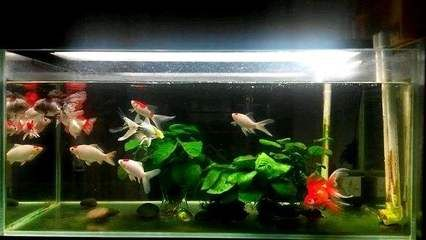 超市魚缸的魚該怎么養好：在超市養魚需要注意什么？
