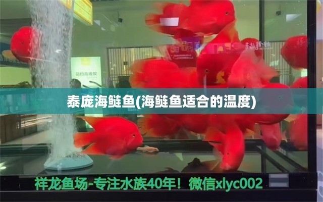世界龍魚10大名牌排名