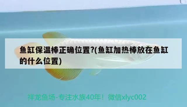 魚缸保溫棒正確位置?(魚缸加熱棒放在魚缸的什么位置)