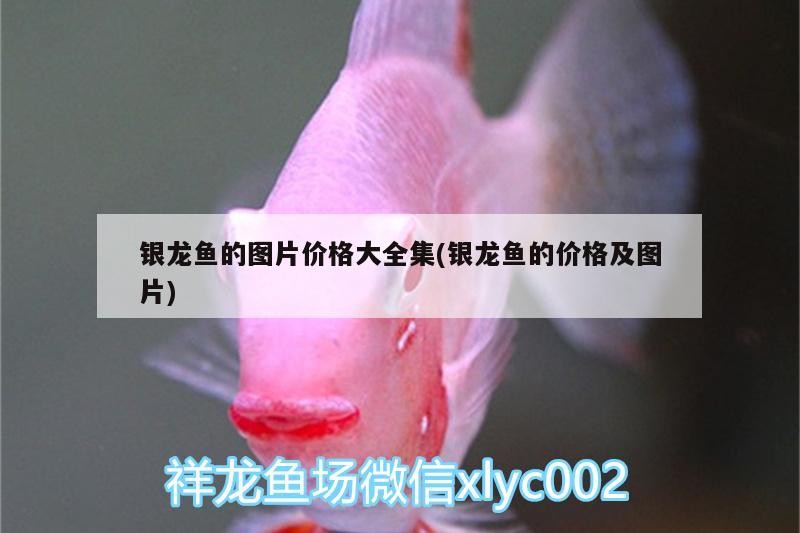 銀龍魚的圖片價(jià)格大全集(銀龍魚的價(jià)格及圖片)