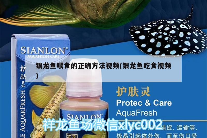 銀龍魚喂食的正確方法視頻(銀龍魚吃食視頻)