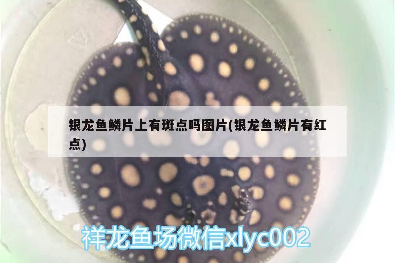 銀龍魚鱗片上有斑點嗎圖片(銀龍魚鱗片有紅點)