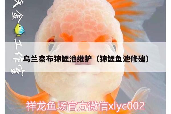 烏蘭察布錦鯉池維護（錦鯉魚池修建）