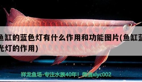魚缸的藍色燈有什么作用和功能圖片(魚缸藍光燈的作用)