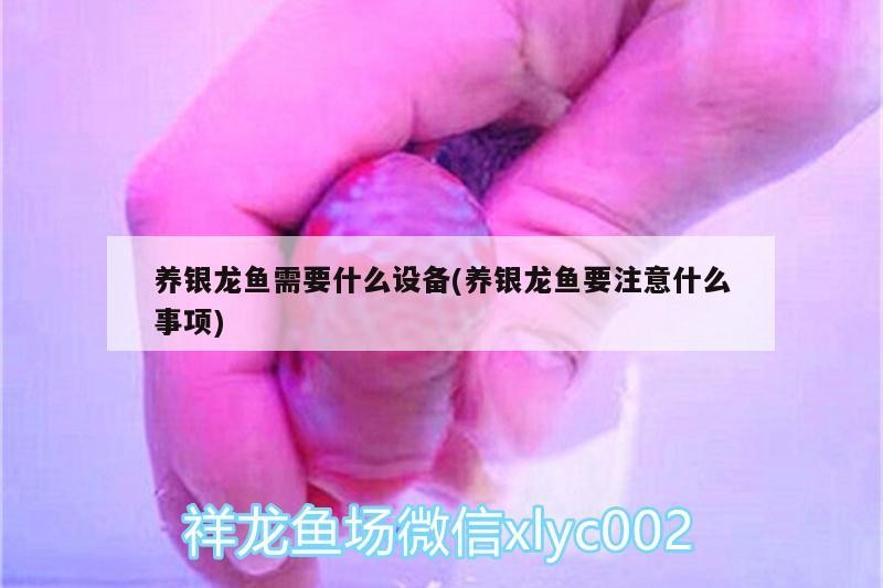 養(yǎng)銀龍魚需要什么設(shè)備(養(yǎng)銀龍魚要注意什么事項(xiàng))