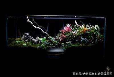 超大型魚缸造景圖：超大型魚缸造景培訓(xùn)學(xué)習(xí)教程[需手動填充]超大型魚缸造景實例圖片