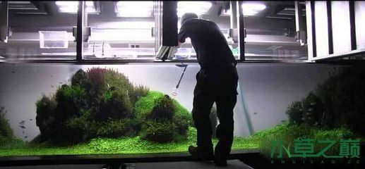 超大型魚缸造景圖：超大型魚缸造景培訓(xùn)學(xué)習(xí)教程[需手動填充]超大型魚缸造景實例圖片