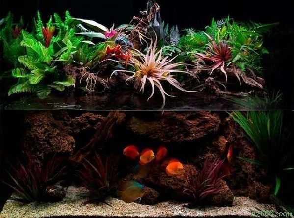 超大型魚缸造景圖：超大型魚缸造景培訓(xùn)學(xué)習(xí)教程[需手動填充]超大型魚缸造景實例圖片