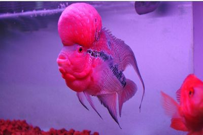 白底白背景魚缸養金花羅漢行嗎：白底白背景魚缸養金花羅漢可行嗎？