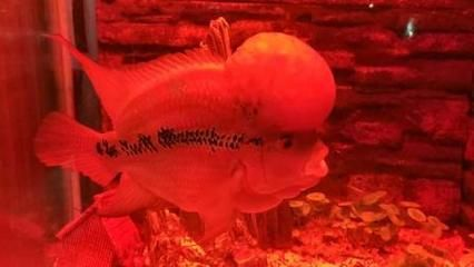 白底白背景魚缸養金花羅漢行嗎：白底白背景魚缸養金花羅漢可行嗎？