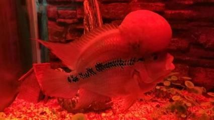 白底白背景魚缸養金花羅漢行嗎：白底白背景魚缸養金花羅漢可行嗎？