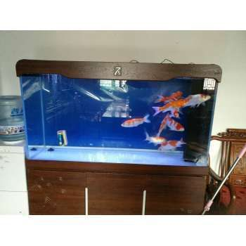 sunsun魚缸怎么換水視頻:sunsun森森魚缸換水器的優(yōu)點(diǎn)和使用方法 森森魚缸 第1張 sunsun魚缸怎么換水視頻:sunsun森森魚缸換水器的優(yōu)點(diǎn)和使用方法 sunsun魚缸怎么換水視頻:sunsun森森魚缸換水器的優(yōu)點(diǎn)和使用方法 森森魚缸 第1張
