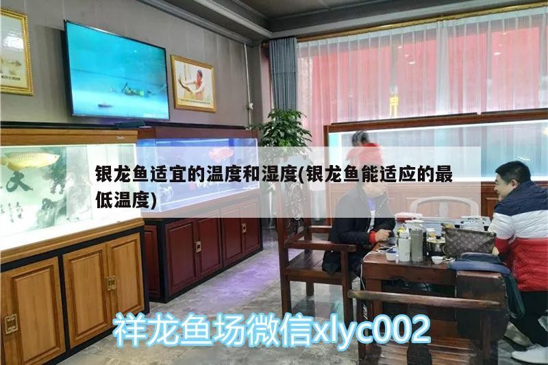 銀龍魚適宜的溫度和濕度(銀龍魚能適應(yīng)的最低溫度)