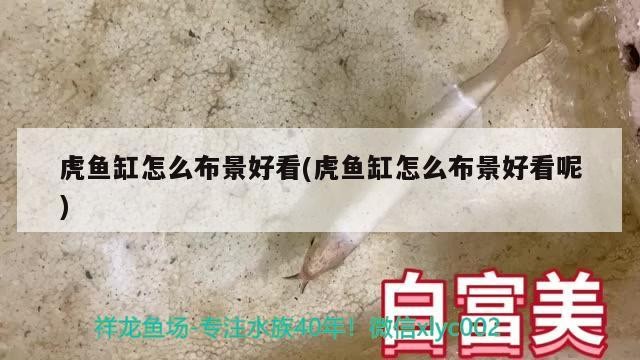 虎魚缸怎么布景好看(虎魚缸怎么布景好看呢)