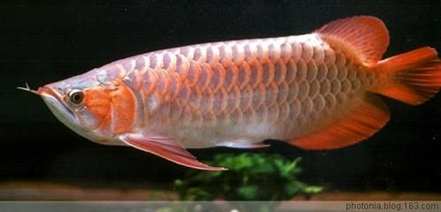 紅龍魚分幾種類型：紅龍魚養殖技巧：紅龍魚品種鑒別方法，紅龍魚品種鑒別方法