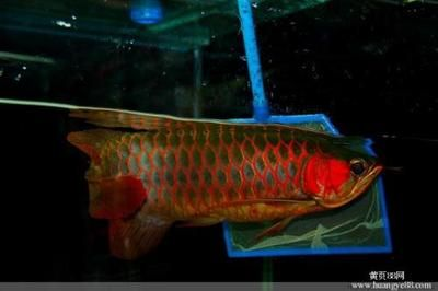 紅龍魚分幾種類型：紅龍魚養殖技巧：紅龍魚品種鑒別方法，紅龍魚品種鑒別方法