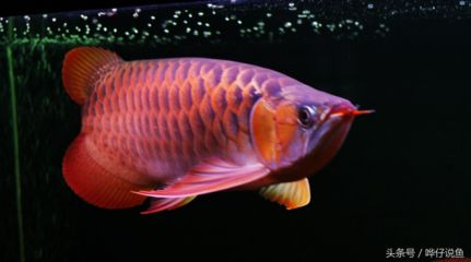 紅龍魚分幾種類型：紅龍魚養殖技巧：紅龍魚品種鑒別方法，紅龍魚品種鑒別方法