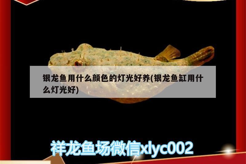 銀龍魚用什么顏色的燈光好養(銀龍魚缸用什么燈光好)