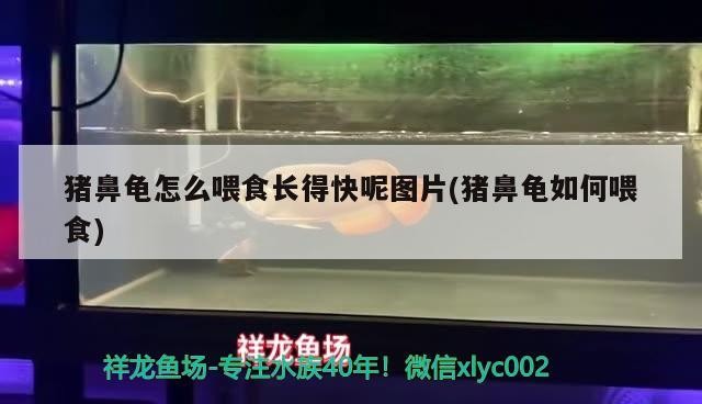 豬鼻龜怎么喂食長得快呢圖片(豬鼻龜如何喂食)