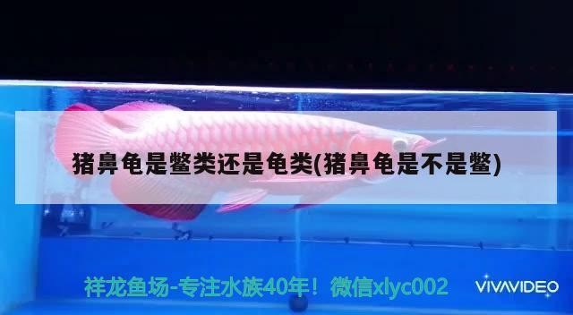豬鼻龜是鱉類還是龜類(豬鼻龜是不是鱉)
