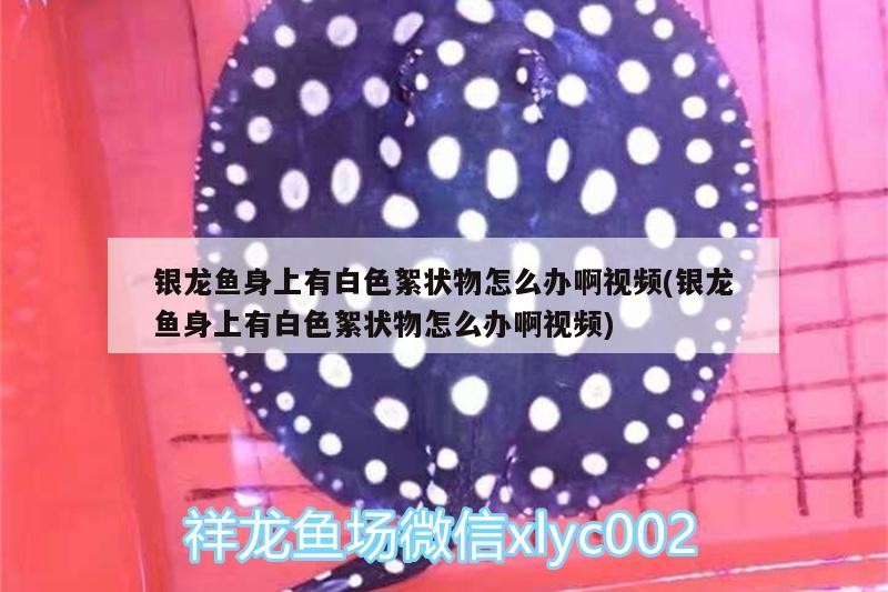 銀龍魚身上有白色絮狀物怎么辦啊視頻(銀龍魚身上有白色絮狀物怎么辦啊視頻)