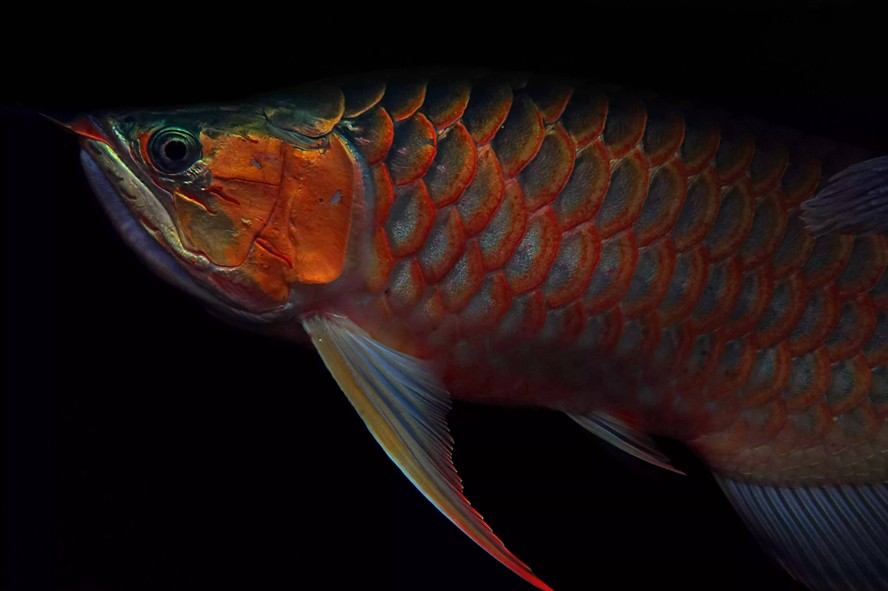 龍魚身上有蟲怎么辦，龍魚有蟲后如何恢復(fù)，哪種方法最有效