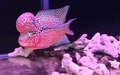 血紅龍魚高清手機壁紙：紅龍魚高清手機壁紙獲取、設置、個性化定制以及注意事項
