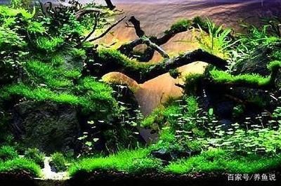 大型觀賞魚缸造景：魚缸造景一般分為以下幾個步驟魚缸造景的步驟和步驟