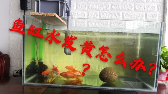家庭魚缸里養魚什么魚好養活（家庭魚缸里養魚什么魚好養活呢）