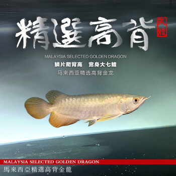 馬來西亞金龍魚多少錢一條