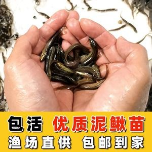 臺灣龍魚vs祥龍魚場（臺灣龍魚與祥龍魚場之間的關系）