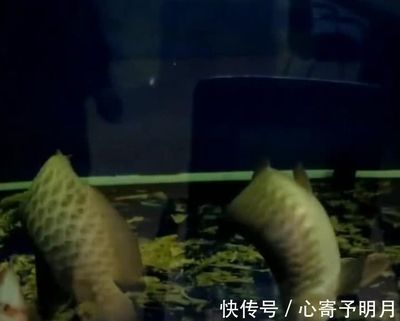 紅龍魚死了能吃嗎：紅龍魚死亡后可以吃嗎？