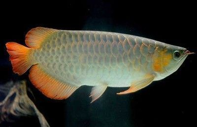 紅龍魚死了能吃嗎：紅龍魚死亡后可以吃嗎？