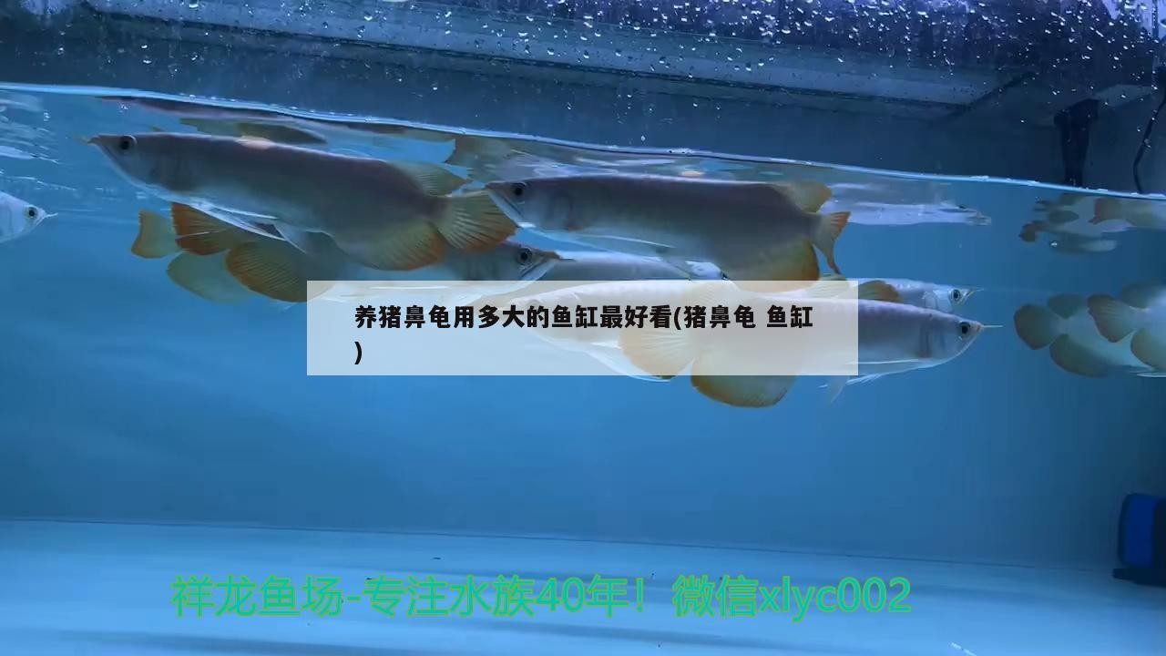 養豬鼻龜用多大的魚缸最好看(豬鼻龜魚缸)