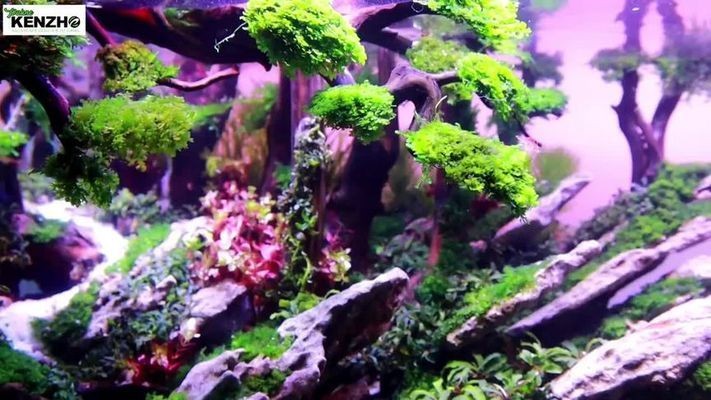 502能粘魚缸造景嗎：502膠水使用注意事項在水里泡一星期會失效