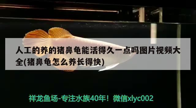 人工的養的豬鼻龜能活得久一點嗎圖片視頻大全(豬鼻龜怎么養長得快)