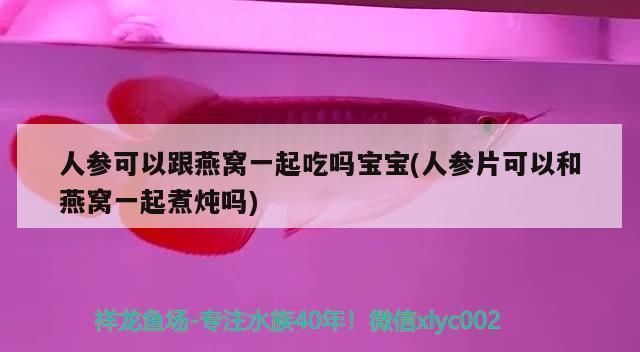 最好的紅龍魚專用燈是哪種燈：紅龍魚專用燈品牌對(duì)比,