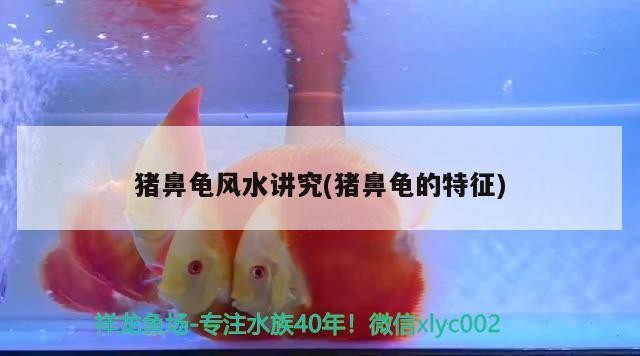豬鼻龜風水講究(豬鼻龜的特征)