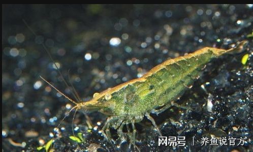 敞開式魚缸能不能放清潔工：如何選擇清潔工魚