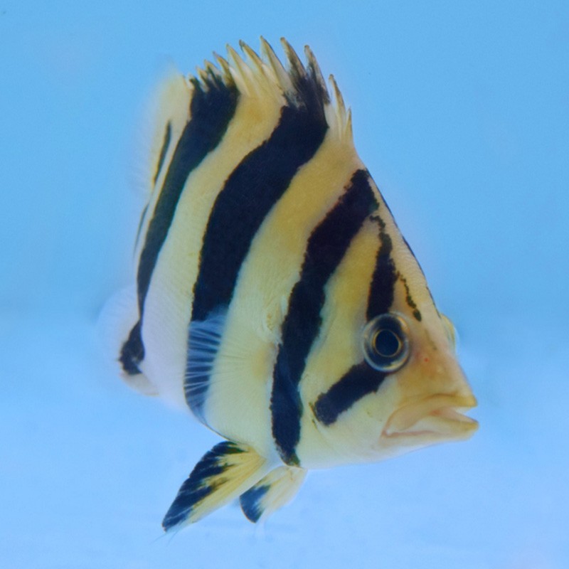 克拉瑪依水族館熱的天