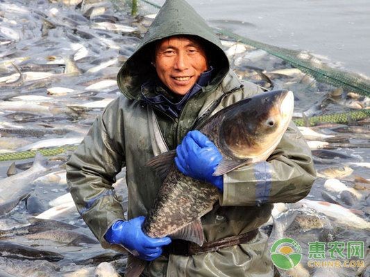 如何防治印尼小紅龍魚出血病：印尼小紅龍魚出血病怎么辦