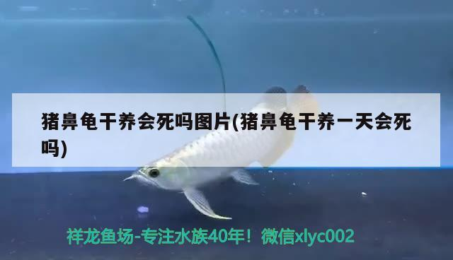 豬鼻龜干養會死嗎圖片(豬鼻龜干養一天會死嗎) 豬鼻龜干養會死嗎圖片(豬鼻龜干養一天會死嗎) 豬鼻龜百科
