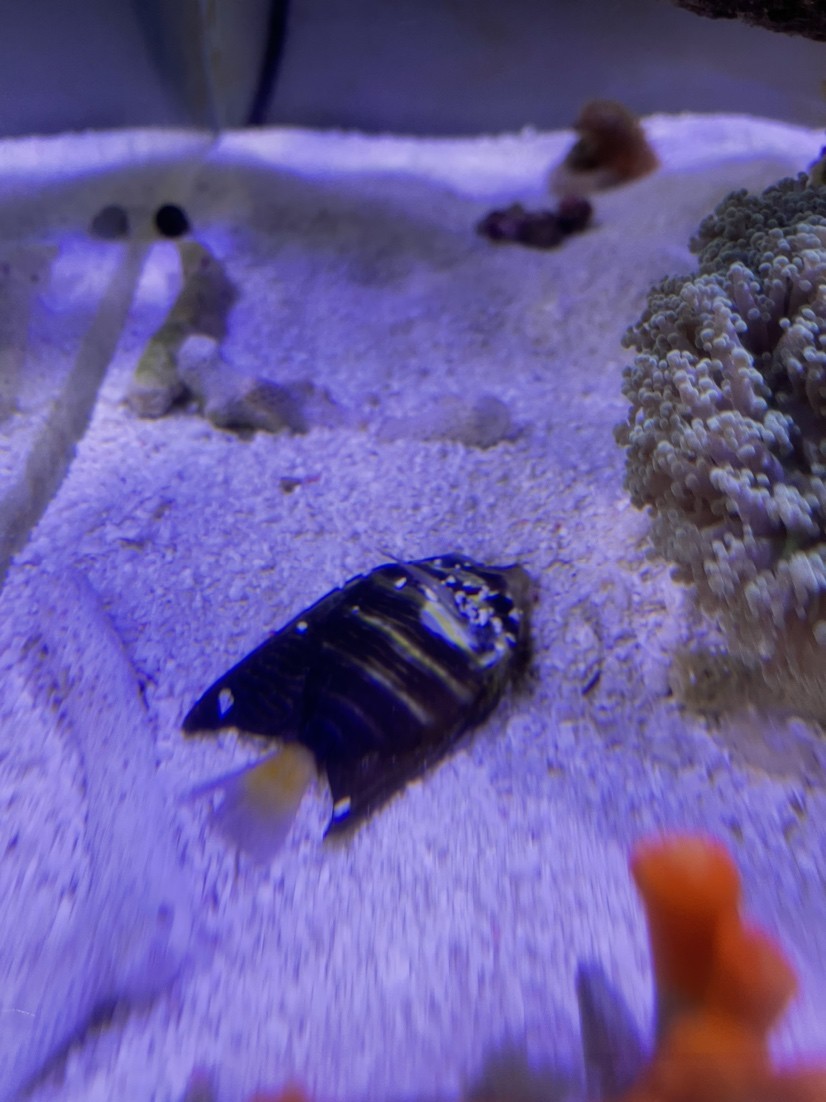 鋪沙一時(shí)爽手賤更加爽