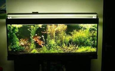 BD魟魚與家居風水的關系，bd魟魚與家居風水的關系，無法準確回答,魟魚在風水中的象征意義