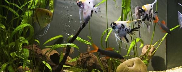 大魚缸不換水怎么日常維護好：大魚缸不換水的日常維護技巧