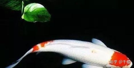 大魚缸不換水怎么日常維護好：大魚缸不換水的日常維護技巧
