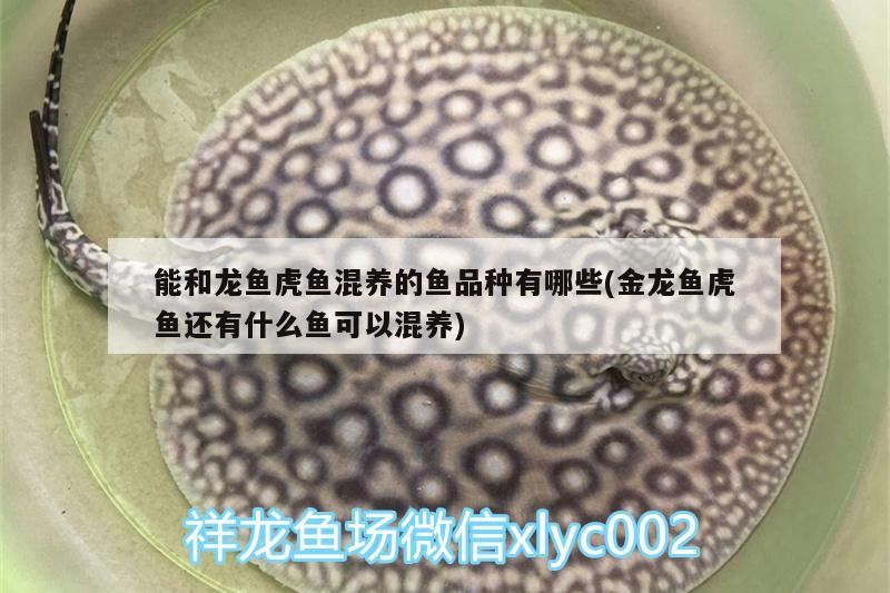 能和龍魚虎魚混養的魚品種有哪些(金龍魚虎魚還有什么魚可以混養)